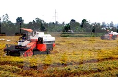 Inicia en Vietnam programa de producción de arroz con apoyo de Canadá