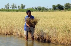 Laos impulsa producción de arroz de alta calidad 