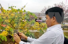 Celebran festival de Flores de Cerezo en localidad norvietnamita