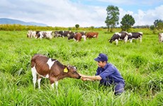 Inauguran primera granja de vacas lecheras orgánicas en Vietnam