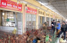 Hanoi realiza simulacro de prevención contra gripe aviar