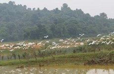Thanh Hoa refuerza protección de población de aves en parque de Ben En