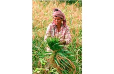 Camboya prohíbe importación de pesticida Tricyclazole a petición de UE 