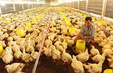 Pollo vietnamita penetrará en mercado japonés  