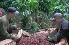  Sector cafetero de Vietnam por fomentar capacidad de adaptación al cambio climático