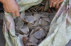 Decomisan lotes con escamas de pangolín en aeropuerto vietnamita