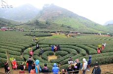 Celebran festival de té en provincia norvietnamita