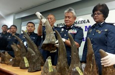 Malasia decomisa gran cantidad de cuernos de rinoceronte en aeropuerto