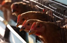 Arabia Saudita suspende importaciones de aves de corral de Vietnam