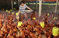 Prohibición saudita sobre importación de aves de corral no causará afectaciones a Vietnam