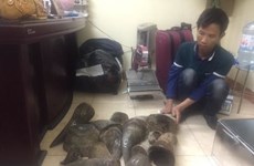 Arrestan en Vietnam a mayores traficantes de animales silvestres
