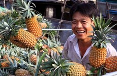 Vietnam ingresa mil millones de dólares por exportaciones hortofrutícolas