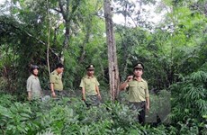 Vietnam: único país en la región con incremento de tasa de cobertura forestal