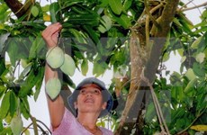 Mangos de provincia norvietnamita conquistarán mercado australiano