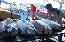 Vietnam y China impulsan desarrollo sostenible de pesca en golfo de Tonkín