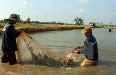 Provincia vietnamita se esfuerza por desarrollo sostenible de industria camaronera  