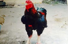 Pollo Ho, la especie más rara y sagrada del pueblo de Lac Tho
