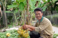 Vietnam ante gran oportunidad de exportación de frutas y vegetales 