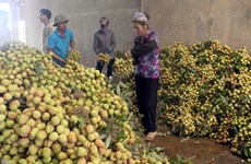 Provincia vietnamita exportará la mitad de su producción de lichi