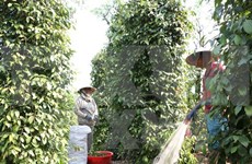 Vietnam y UE estudian oportunidades y retos en sector agrícola