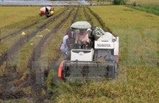 Vietnam y Japón intercambian experiencias en aplicación de alta tecnología en agricultura 