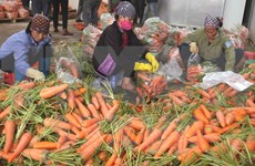 Vietnam registra gran aumento de exportaciones de verduras