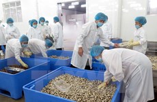 Conchas limpias vietnamitas penetren en mercado europeo