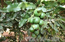 Quang Tri busca desarrollar el cultivo de macadamia