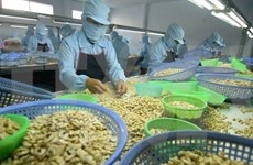 Exportaciones de anacardo de Vietnam alcanzarán 360 mil toneladas 