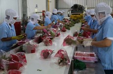 Pitahaya de Vietnam está presente en 40 mercados 