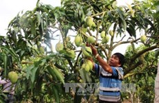 Vietnam exportará mango a Australia