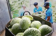 Frutas de Vietnam conquistan mercado internacional