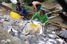 EE.UU. examinará envíos vietnamitas de pescado Tra a partir de agosto 
