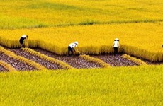 APEC 2017: Debaten en Vietnam desarrollo urbano- rural para fortalecer la seguridad alimentaria