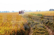 Hanoi reporta alto valor de producción agrícola