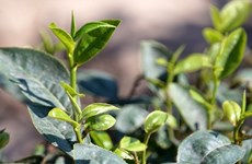 Vietnam traza alta meta para venta de té al exterior 