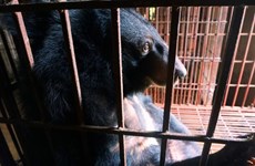 Vietnam traza planes para poner coto a extracción de bilis de oso