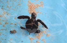 Vietnam protege a tortugas marinas 