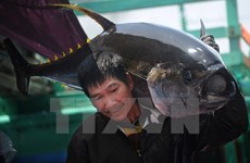 Exportaciones de atún de Vietnam a México crecen 125 por ciento