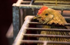 Filipinas reporta primer brote de gripe aviar 