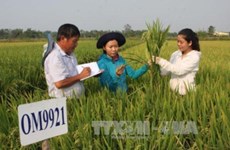 Agricultura de Vietnam con altas perspectivas para futuro desarrollo