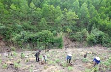 Provincias altiplánicas vietnamitas impulsan reforestación