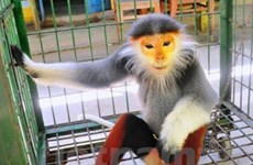 Entregan primate en peligro de extinción al Parque Nacional de Cuc Phuong