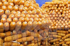 Vietnam gasta 1,7 mil millones de dólares en importación de maíz 