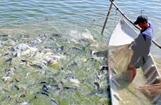 Vietnam lanza nuevo programa para monitorear pescados exportados a EE.UU.