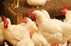 Arabia Saudita suspende importaciones de aves de corral de Filipinas y Laos