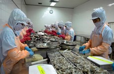 Ha Tinh exporta 18 toneladas de camarones congelados a Malasia 