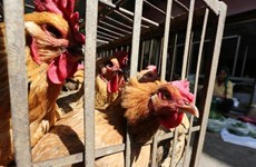 Filipinas confirma cepa de virus H5N6 en isla de Luzón