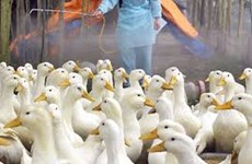 Myanmar levanta restricción al transporte de productos de aves al controlar la H5N1