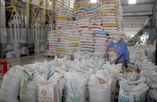 Filipinas importará 293 mil toneladas de arroz de Vietnam